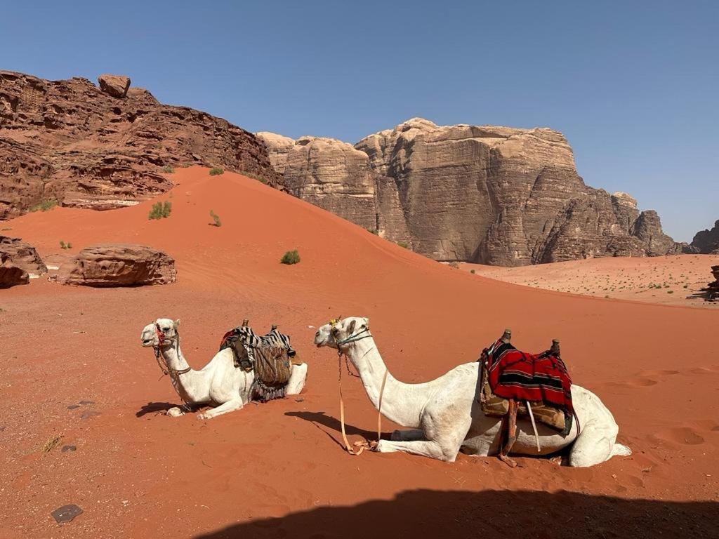 Bedouin Holidays Camp And Jeep Tours Wadi Rum Ngoại thất bức ảnh
